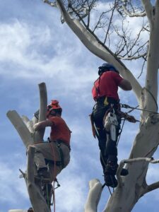 Sivy Tree Care Services in Fremont, CA