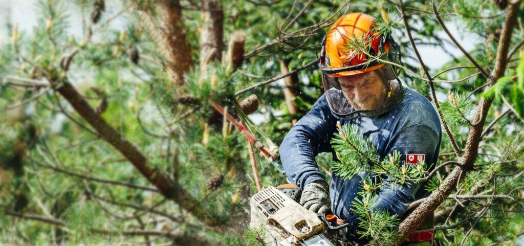 Sivy Tree Service in Fremont, CA