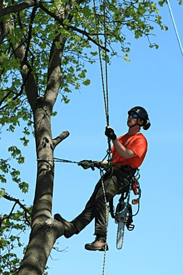 Tree trimming in Blacow fremont