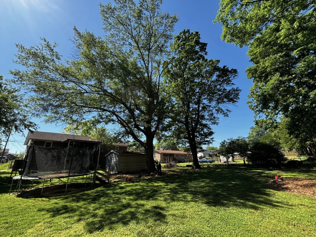 tree care service in centerville fremont