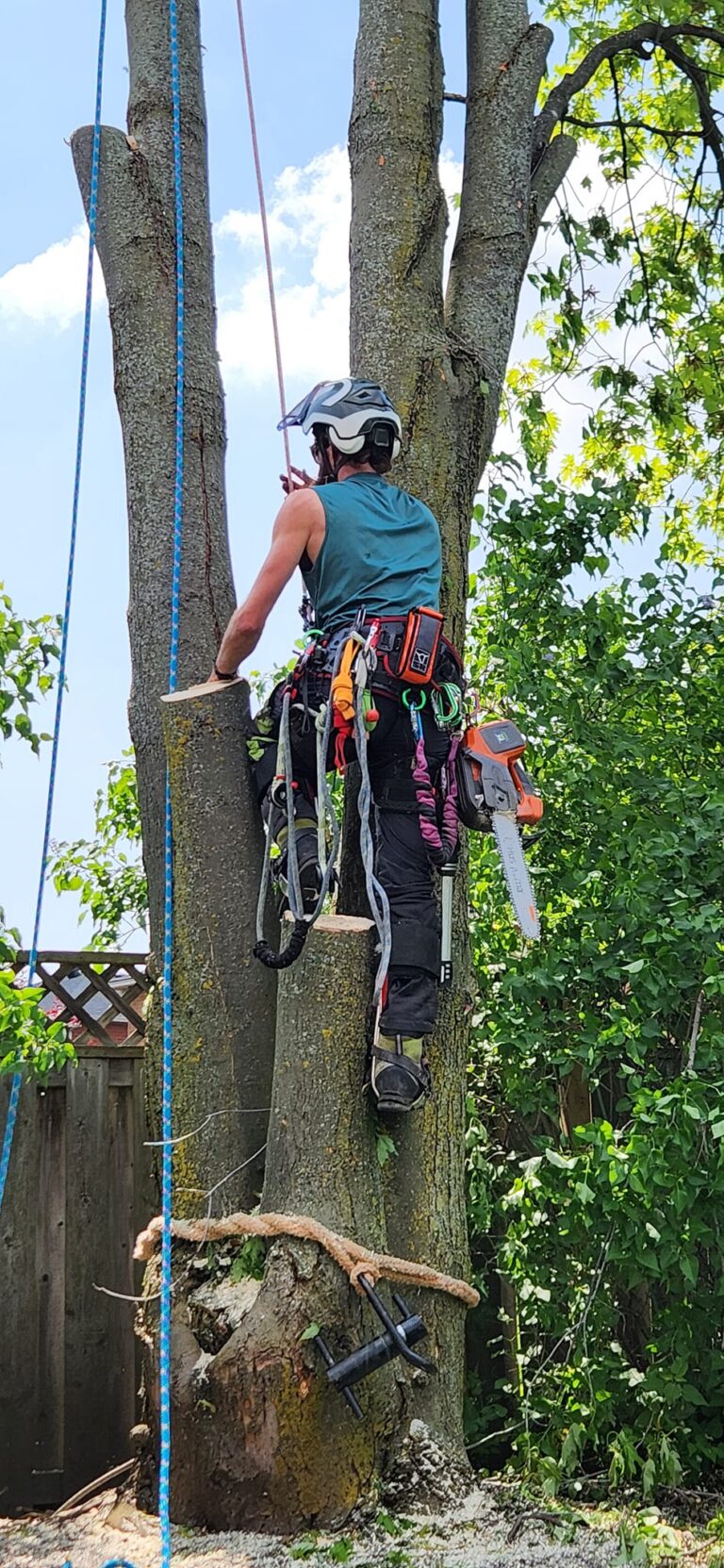 tree experts in Fremont's central district